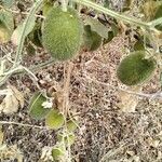 Cucumis dipsaceus Fruit