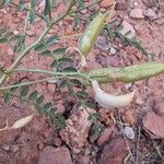 Astragalus racemosus Meyve
