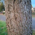 Liquidambar formosana Bark