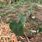 Colocasia esculentaLeaf