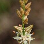 Metanarthecium luteoviride Flower