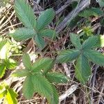 Potentilla simplex Feuille