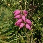 Erica ciliaris Kvet