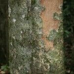 Pradosia ptychandra Bark