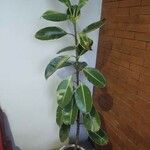 Ficus elasticaLeaf