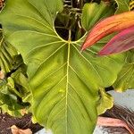 Anthurium faustomirandae Yaprak