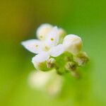 Galium uliginosum Квітка