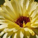 Calendula arvensis