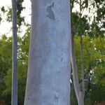 Eucalyptus citriodora Ŝelo