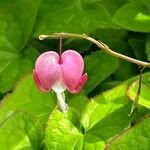 Lamprocapnos spectabilis Λουλούδι