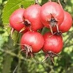 Crataegus persimilis Плід