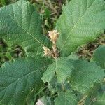 Quercus rugosa 葉