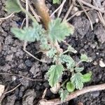 Sphaeralcea parvifolia Blatt