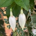 Fuchsia × standishii Lorea