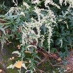 Artemisia lactiflora Кветка