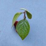 Cotoneaster integerrimus পাতা