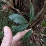Lithraea molleoides Hoja
