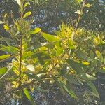 Acacia verticillata Muu