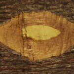 Terminalia ivorensis Kabuk
