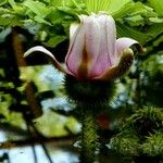 Euryale ferox Flor