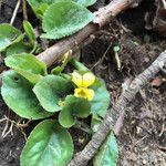 Viola rotundifolia 整株植物