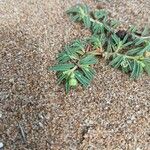 Euphorbia polygonifolia Fruto