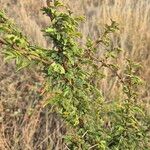 Vachellia hockii Leaf