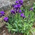 Iris lutescensŽiedas