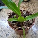 Maxillaria egertoniana Ліст