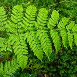 Dryopteris aemula Blad