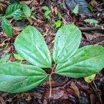 Luehea cymulosa Leaf