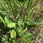 Hieracium lachenalii Blad