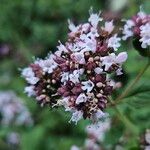 Origanum vulgare Flower