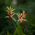 Heliconia psittacorum Květ