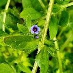 Asperugo procumbens 花