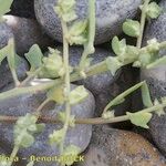 Atriplex glabriuscula Máis