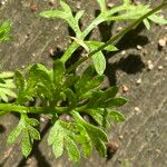 Cotula australis Leaf