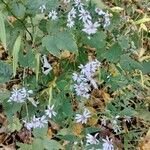 Symphyotrichum cordifoliumफूल