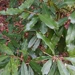 Lethedon salicifolia Цветок