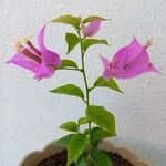 Bougainvillea glabra Λουλούδι