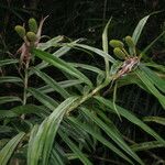 Freycinetia cumingiana Pokrój