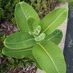 Asclepias purpurascens Leaf