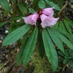 Rhododendron pachytrichum Λουλούδι