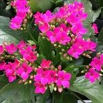 Kalanchoe blossfeldiana Poelln.عادت داشتن