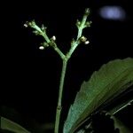 Chloranthus elatior Kvet