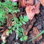 Cotula australis Leaf