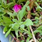Dorotheanthus bellidiformis Hoja