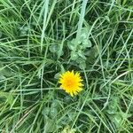 Taraxacum cucullatiforme 花