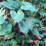Homalomena rubescens Hoja