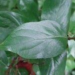 Cephalanthus occidentalis Leaf